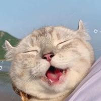 山莨菪碱阿