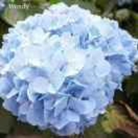 wendy6258642183