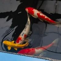 清之華