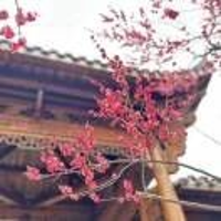 云淡風(fēng)輕51458273