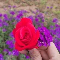 米樂和安可