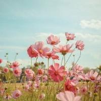 小伊芙