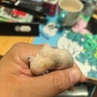 虫虫20160822