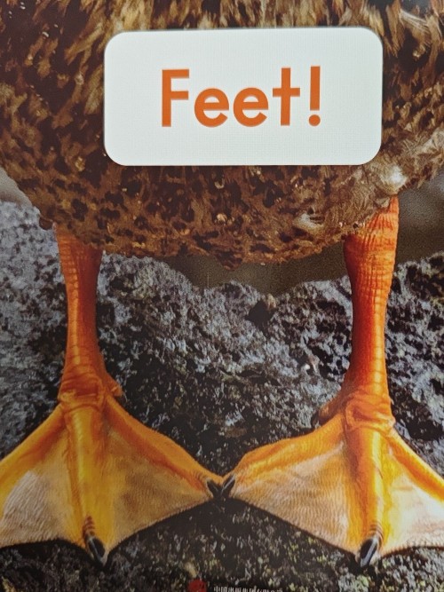 Feet