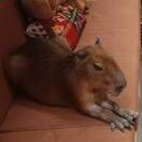 Capy