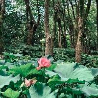 是尤莉呀