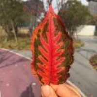 倪林燕