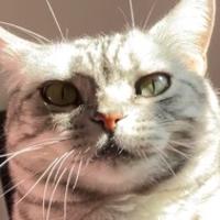 BadCat