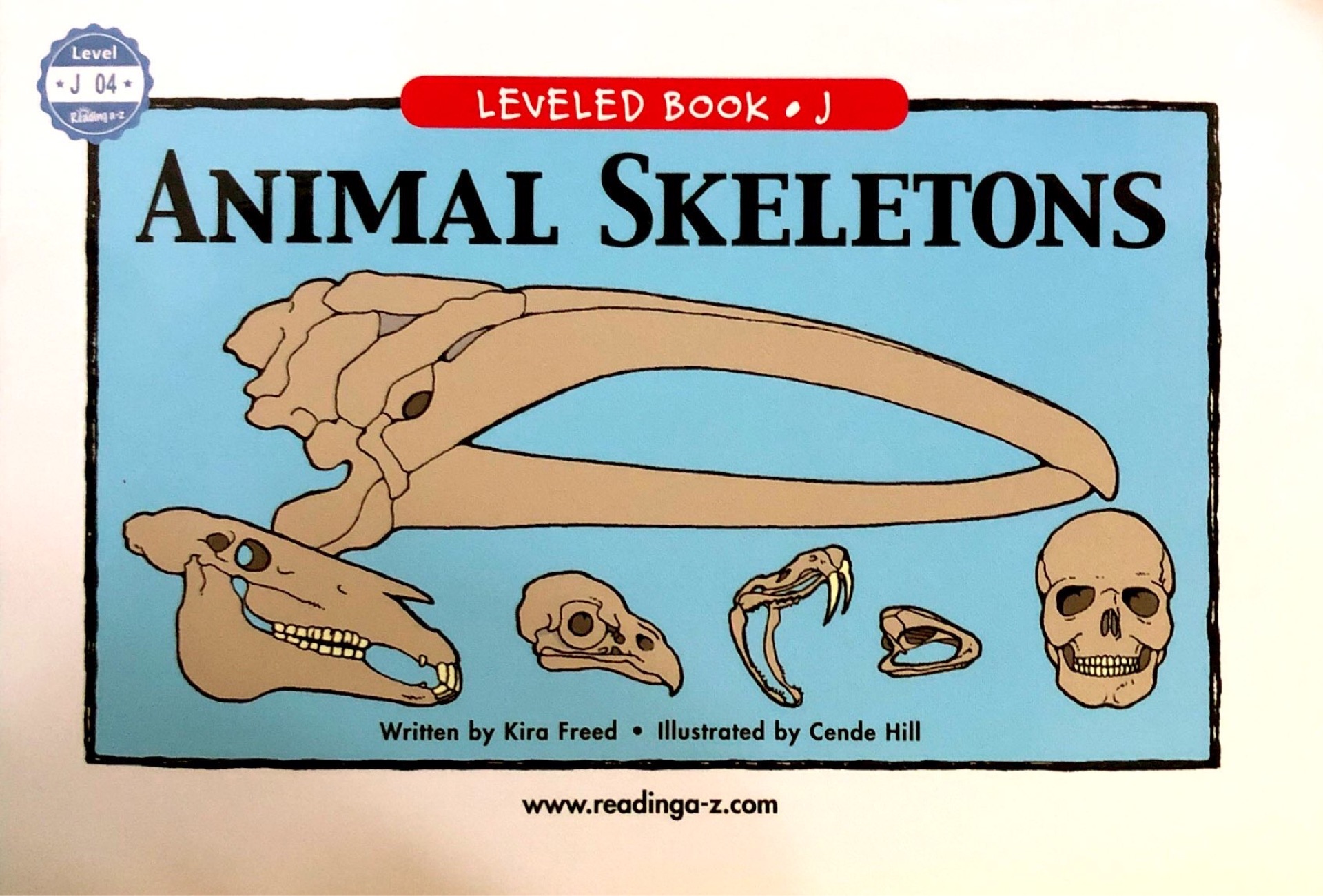 animal skeletons