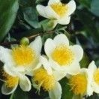 吳芬芳