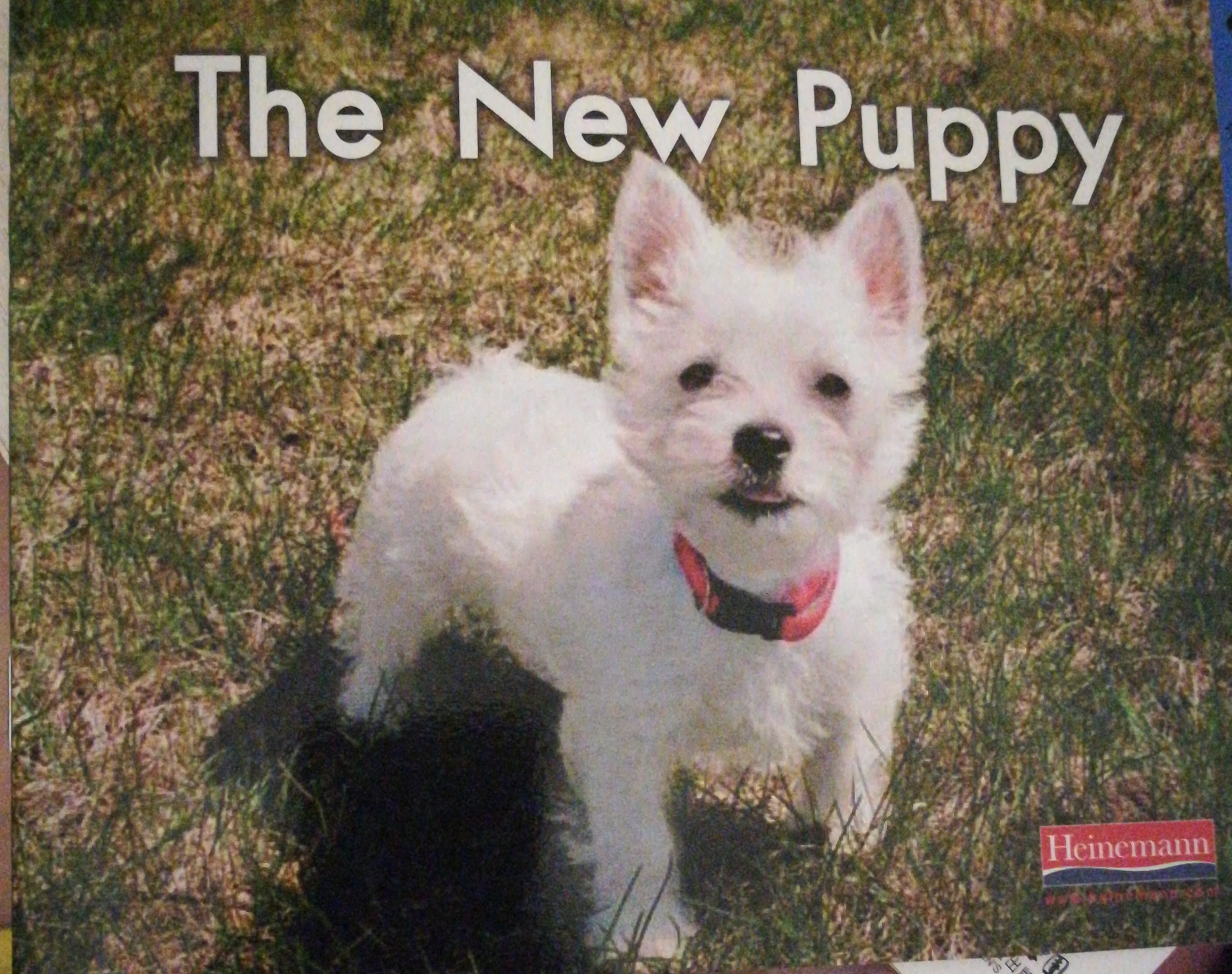 the new puppy