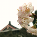 酒狂