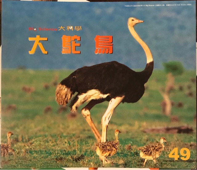 大科學—大鴕鳥