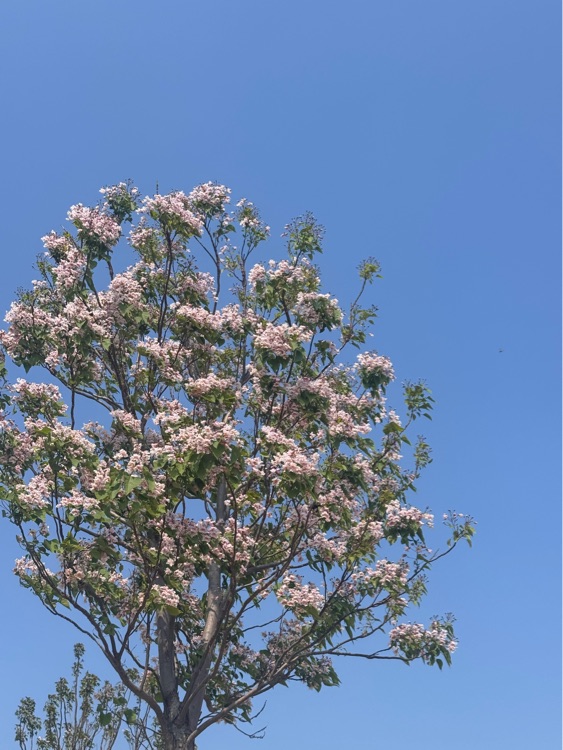 小兔子的宝藏