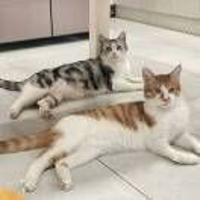 芃芃其麦20189761