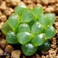 玉露（容圻qi）