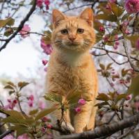 5575276296小熊猫