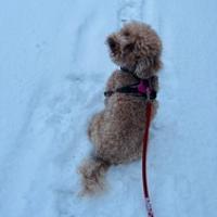 Momo的阅读与成长