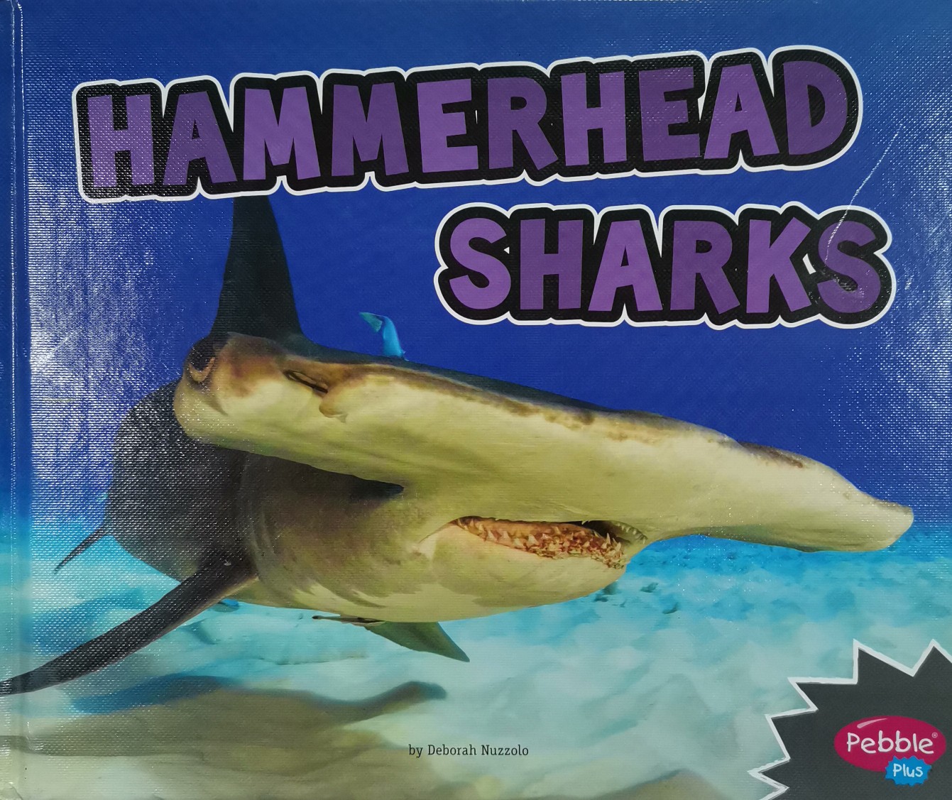 Hammerhead sharks