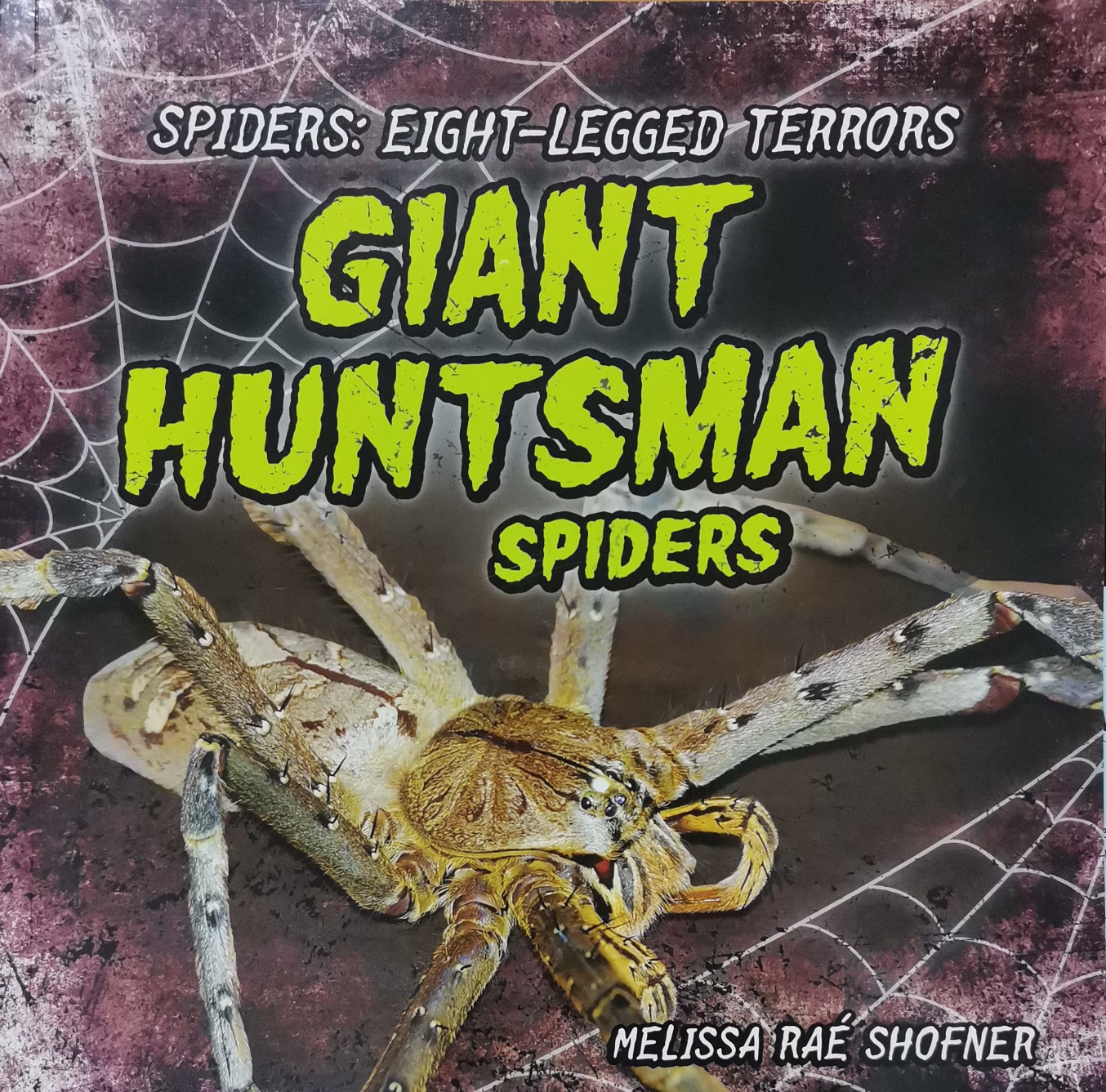 GIant huntsman spiders