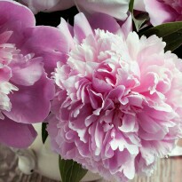 sue_328