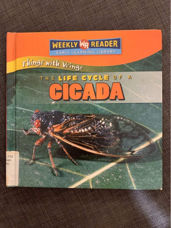 the life cycle of a cicada