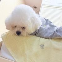 一只小羊阳