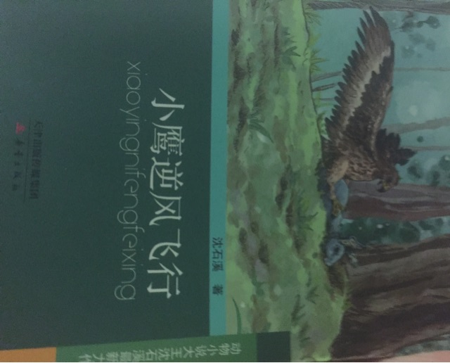 小鷹逆風(fēng)飛行