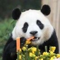 泡泡糖2751981903