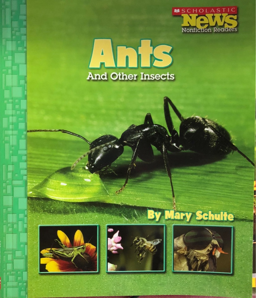 Ants And other insects