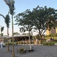 Tullio