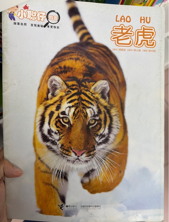老虎