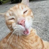 爱看书滴小猫