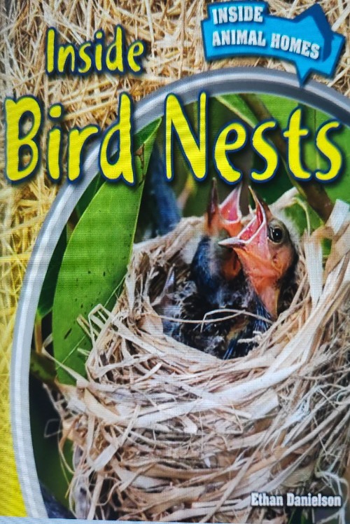 inside bird nests