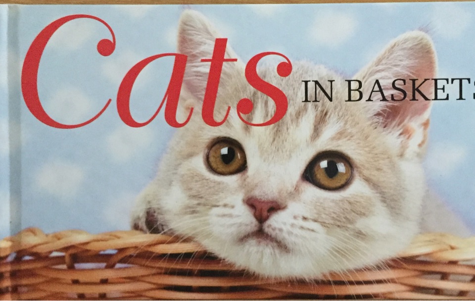 cats in basket