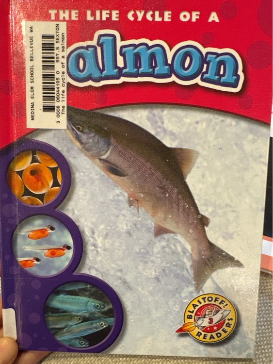 the life cycle of a salmon