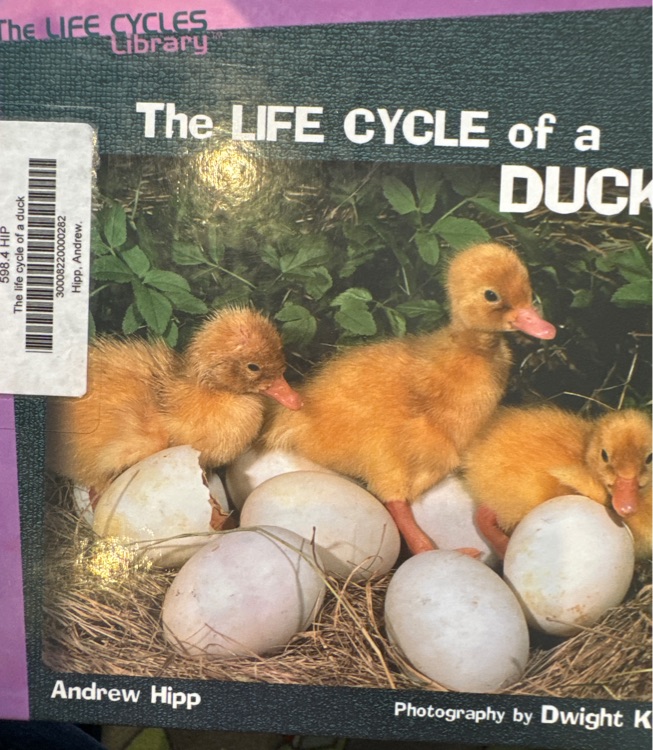 The life cycle of a duck