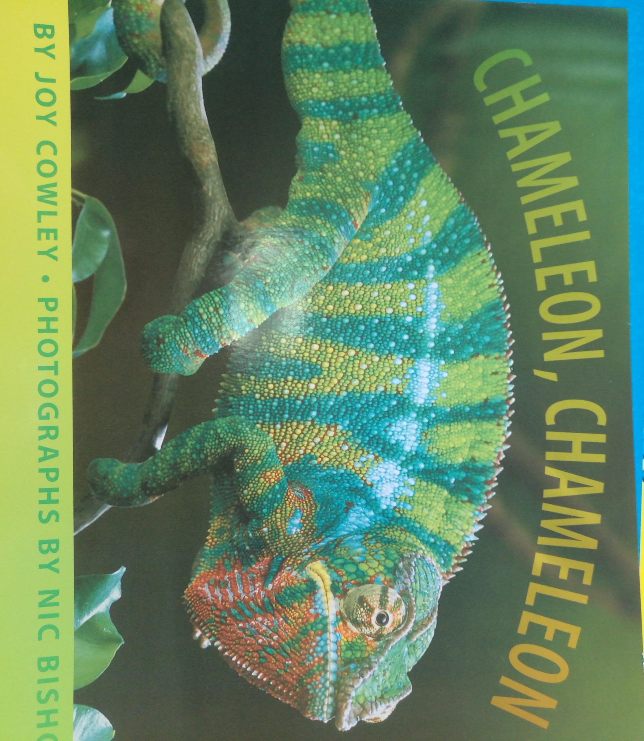 Journeys: Big Book Grade K Chameleon, Chameleon