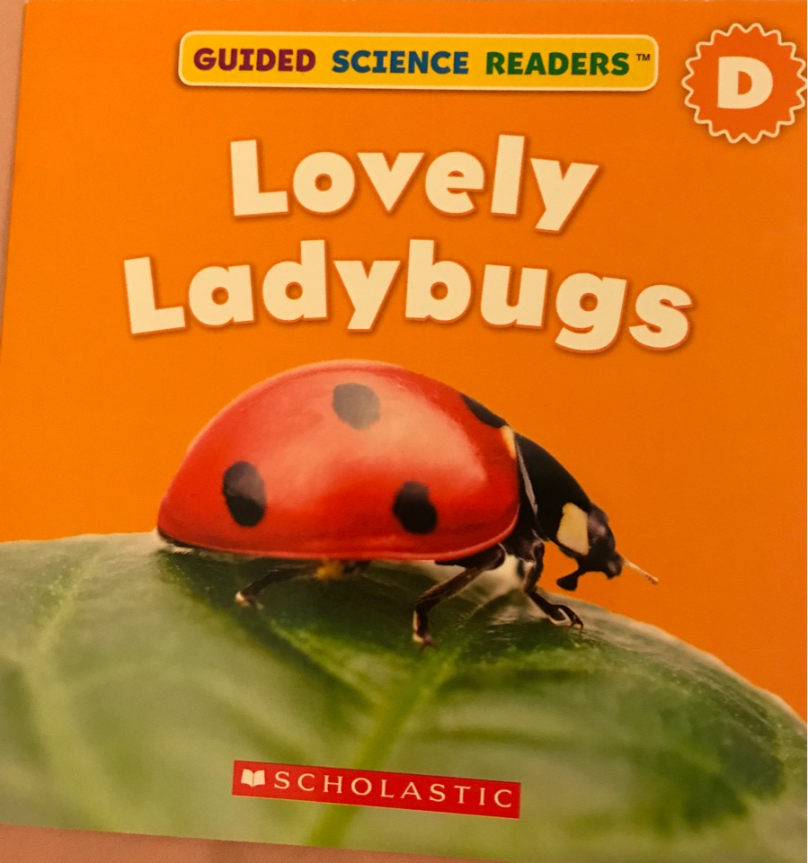 Lovely Ladybugs