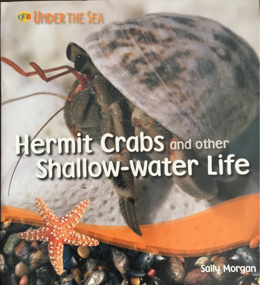 Hermit Crabs and other Shallow -water Life