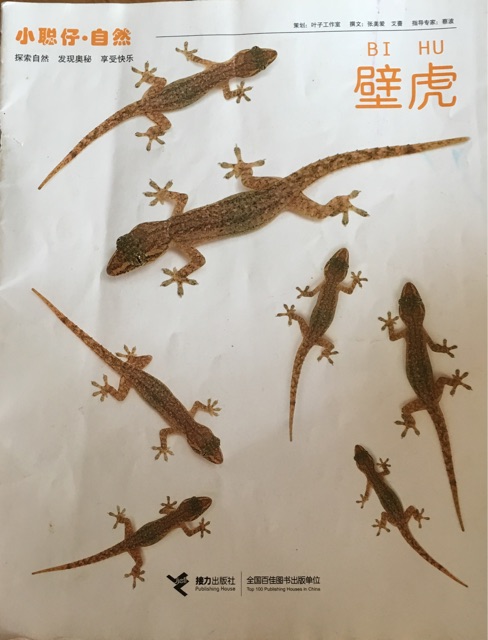 小聰仔－壁虎