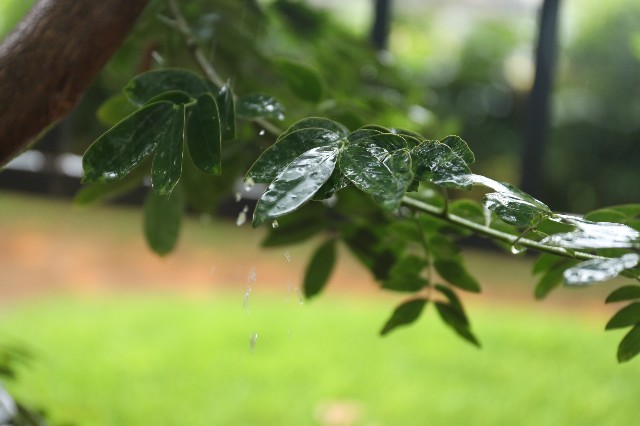 小院的雨