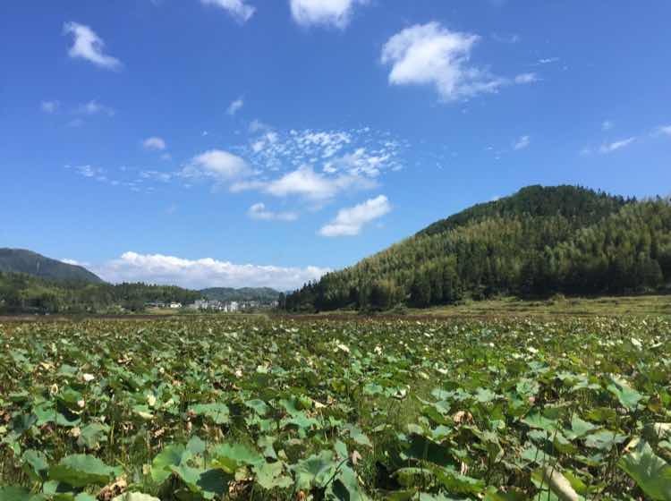 豆包基地