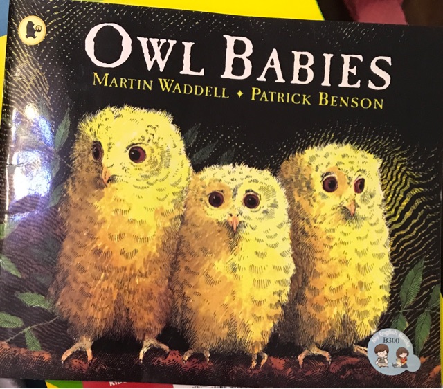 Owl babies