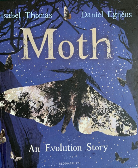 Moth