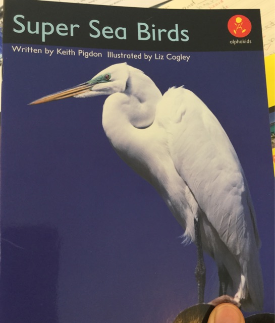 Super Sea Birds