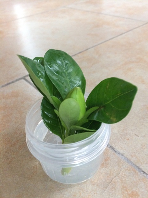 一起去郊游