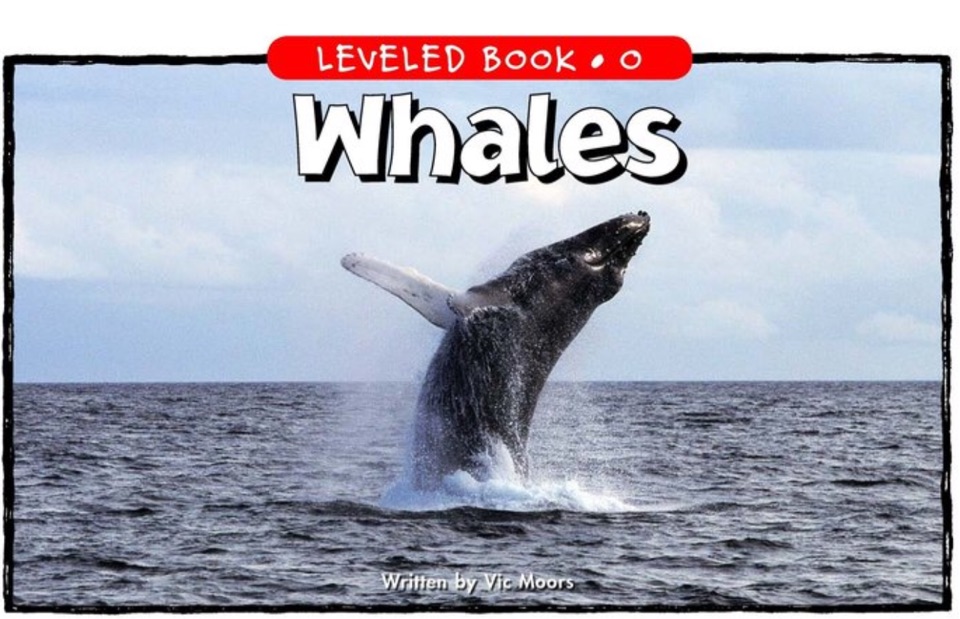 Whales