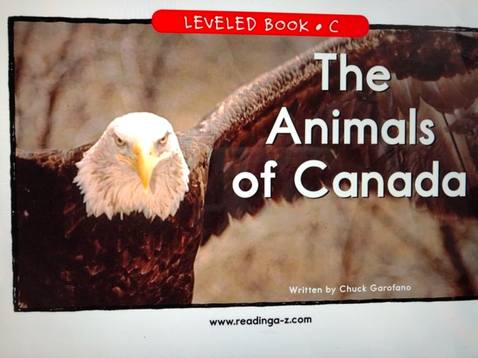 The animal of Canada