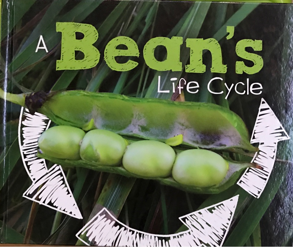 A Bean's Life Cycle